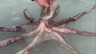 Found a wild octopus
