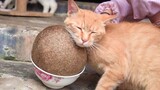 Làm quả cầu cỏ bạc hà mèo hơn 2 kg lận, mèo nhìn mà thích mê