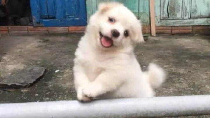 [Animals]Puppies are soooo cute!|Jay Chou-<Jian Dan Ai>