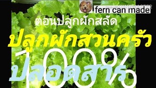 ผักสลัดปลอดสาร ไม่ใส่ปุ๋ย ไม่ฉีดฮอร์โมนจะได้กินไม๊ มาลองปลูกกันค่ะ