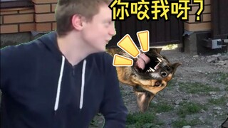 Ketika aku memprovokasi anjing ganas, dia tidak bisa menggigitku