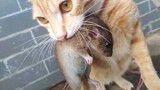 The orange cat caught 3 mice in 2 days, what level is it?