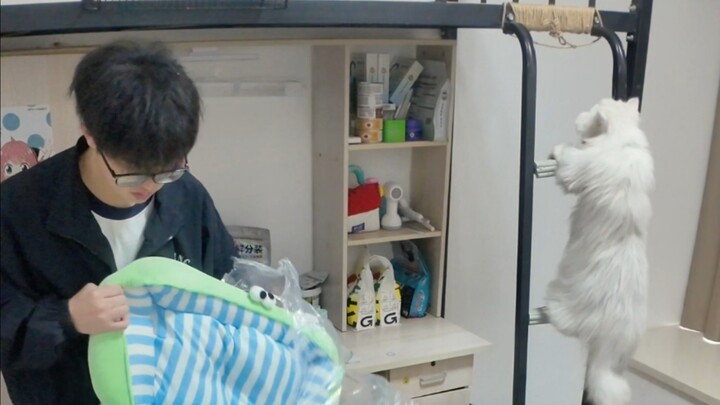 Mèo lớn lên trong ký túc xá, tốt nghiệp rồi cũng phải có giường tầng dưới bàn