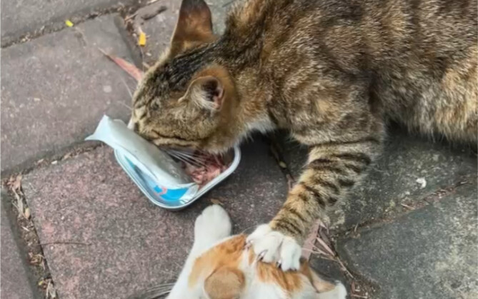 Kecaman keras! Terungkap kasus kekerasan terhadap kucing di salah satu universitas di Guangzhou