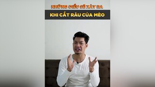 Điều gì sẽ xảy ra khi cắt râu mèo tuitienpet petonesaigon petnhatrang