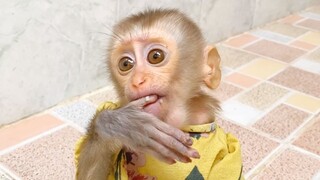 Princes Maya Eat Rice For Breakfast, Cute Baby Monkey Maya Very Delicious