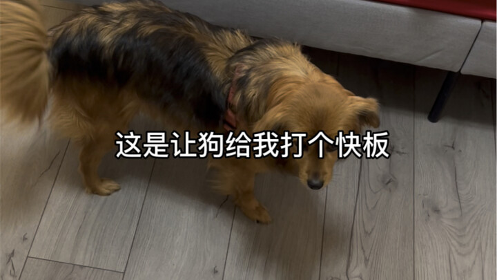 在天津，连狗都会打两下快板