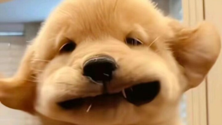 So cute! I just couldn't resist sketching it—no need to think about taking on commissions for now ^O