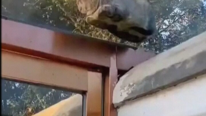 สัตว์เลี้ยงน่ารัก — แมวน้อยอาบแดด!