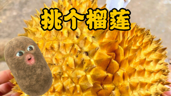 Memilih durian itu sangat sulit