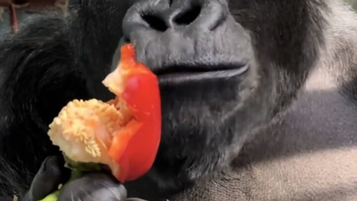 Mukbang của khỉ đột