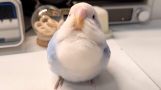 Kamu sangat istimewa. Kamu berbeda dari semua burung yang kukenal. Kamu membuat kepalaku gatal.