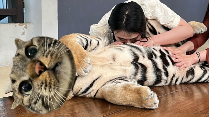 If they even dare to suck the big tigers, what is a small stinky roll?
