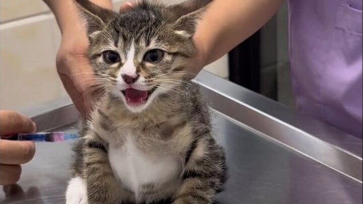 Gak nyangka kucing kecil yang biasanya seenaknya di rumah bakal begitu ketakutan saat disuntik—suara
