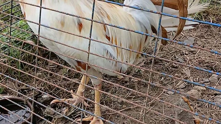 My broodcock. My toddler son named him Rex Dubano. 2x winner White Kelso x Pumpkin Sweater.