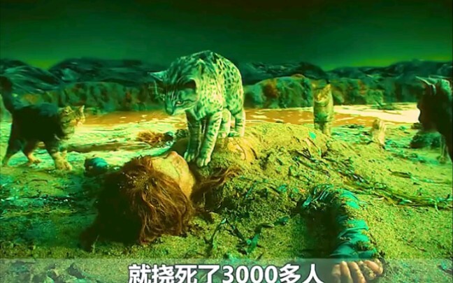 Chú mèo này đã sống hơn nghìn năm, một hơi biến cô gái thành nàng mèo