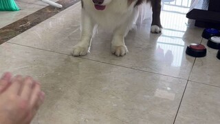 Anjing itu pura-pura tidak melihat, mari kita analisis apa yang sedang terjadi