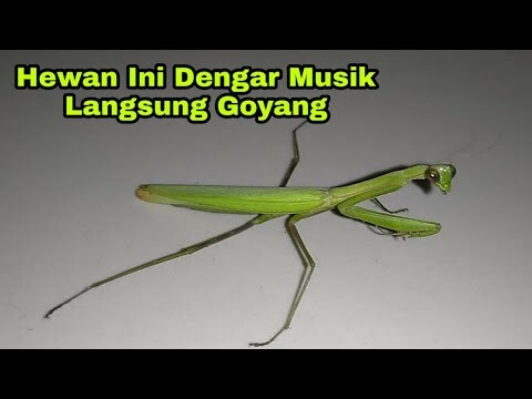 Belalang Sembah Suka Goyang Kalo Dengar Musik