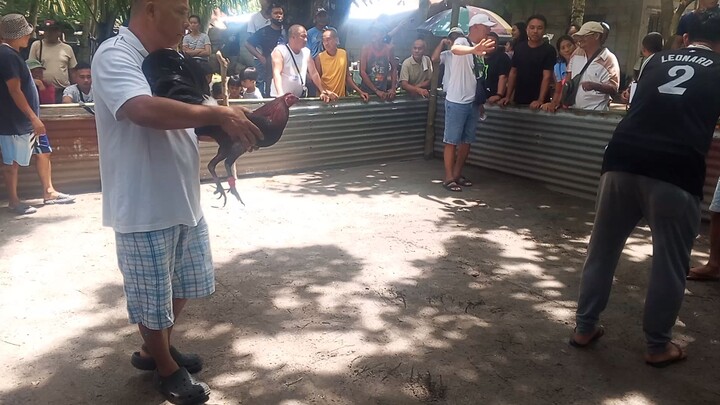 4×kana tuo laban wala