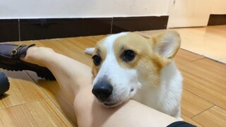 Điều gì sẽ xảy ra nếu bạn không vuốt ve đầu chó ngay khi về nhà?