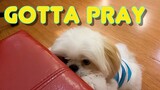 Cute Shih Tzu Puppy Learns To Say A Prayer the Hard Way (Cute Funny Dog Video)