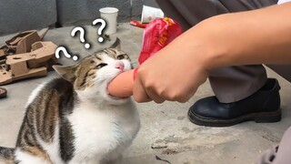 《动物迷惑行为大赏223》