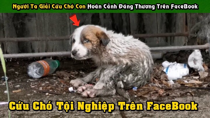 Người Ta Đi Giải Cứu Chó Con Đáng Thương Ai Đó Đã Chia Sẻ Trên FaceBook Và Cái Kết | Tám Tới Tấp