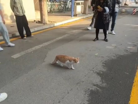 รูปปั้นคอสเพลย์แมวตัวนี้