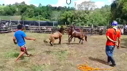 horse fight