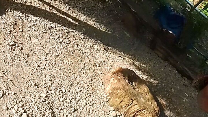 Test fight muna mga idol 🐓🐓🐓🐓