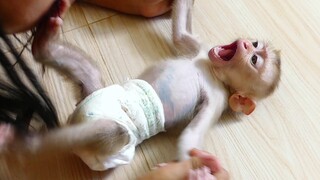 Baby Monkey Lovely play! Cute Little boy Maki Very happy Laugh play with mom after Eating Breakfast