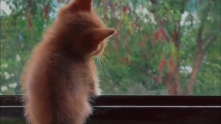 When the little kitten is bored on its own