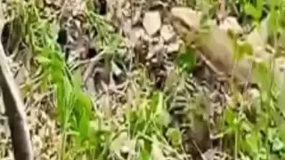 Black Cobra vs Monitor Lizard | Biyaherong Bisdak Mix Vlog