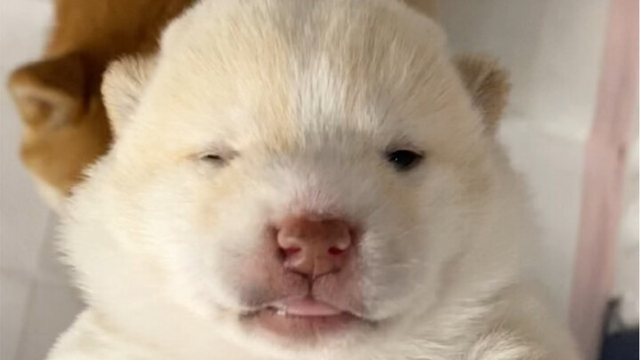 Your virtual puppy has opened its eyes!