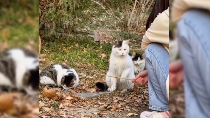 “Is this how you treat Cat-Senpai?”