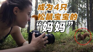 忽然变成“妈妈”？摄影师野外抚养照顾4只孤儿红松鼠