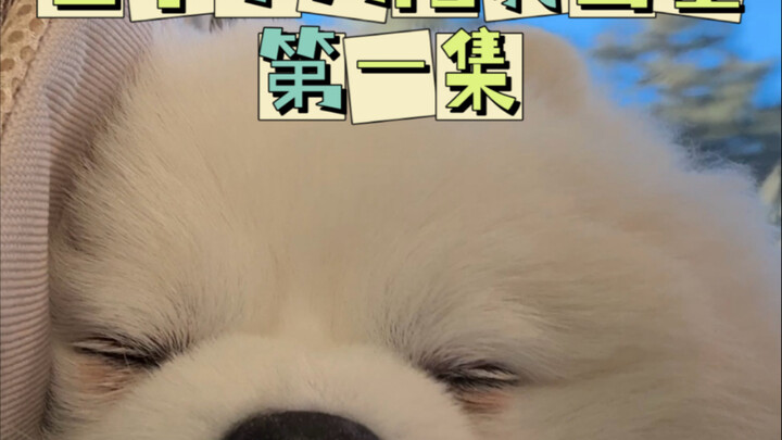 VLO Dog | I Ran Into Old Man Niu!