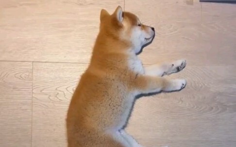 The boot speed beats 10% of the dogs in the country