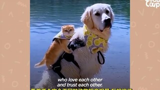 “社恐”狗狗超喜欢猫咪