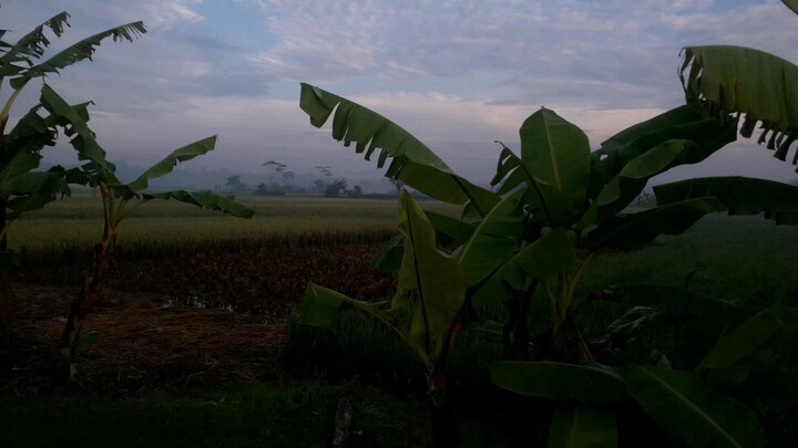 Pemandangan