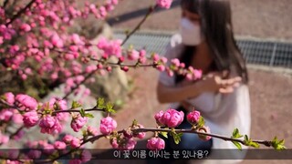 【Velvet Tube】花比人娇，人比花大