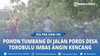 Gegara Angin Kencang, Pohon Jati Tumbang Melintang di Jalan Poros Desa Torobulu Konawe Selatan