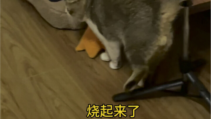 I’m like that Fengluan Chun’en carriage…
