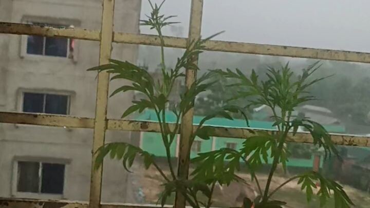বৃষ্টি ভেজা ফুল।