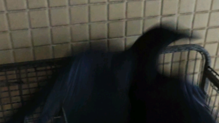 Mr. Crow fails to act cool when he returns home