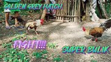 GOLDEN GREY HATCH VS SUPER BULIK!     SPAR!!