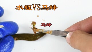 用有毒的马蜂蛰水蛭会怎样?