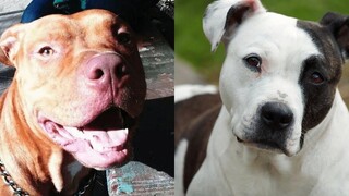 Pitbulls สุขภาพดี EP45 การรวบรวม Pitbull ที่ตลกและน่ารัก