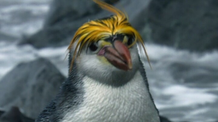 Royal Penguin: This is the trendiest hairstyle in the penguin world!