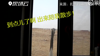 出门啦！丹顶鹤每天赖在牧民家求遛弯